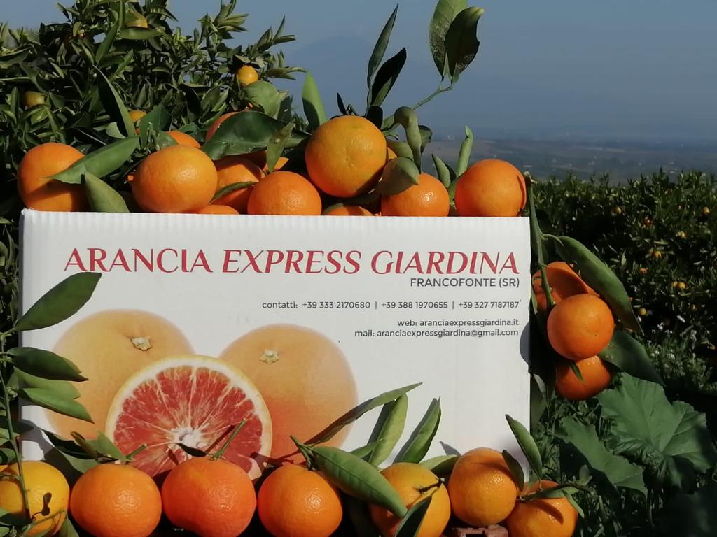 arancia express giardina francofonte