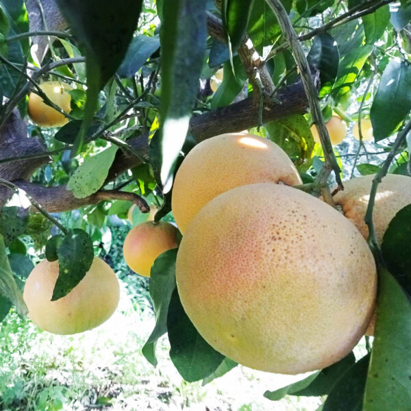 pompelmi di sicilia